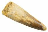 Fossil Spinosaurus Tooth - Feeding Worn Tip #362923-1
